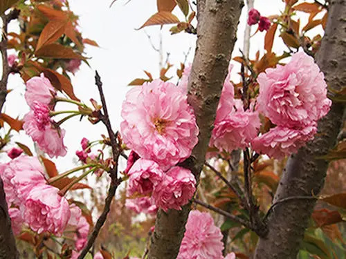 如何预防樱花树偏冠