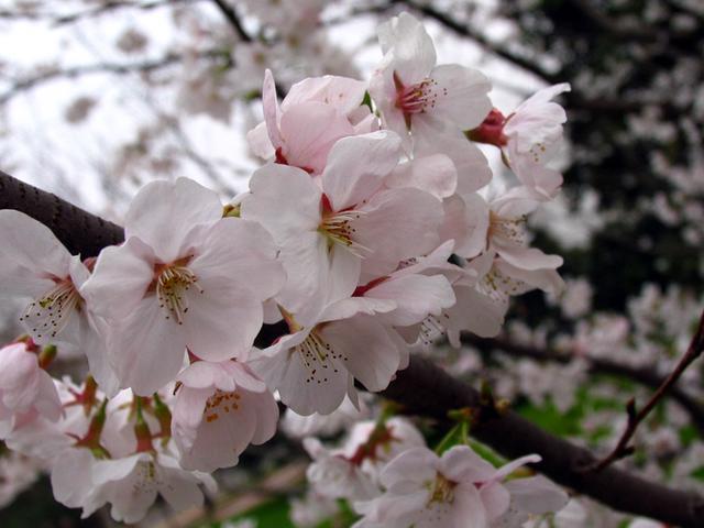 崇州三郎镇樱花有哪些樱花种类