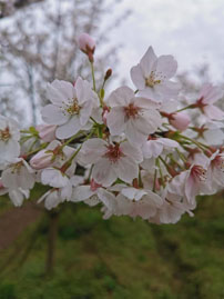 中国樱花与日本樱花的区别有什么不同？