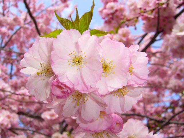日本樱花为什么是日本的国花来源