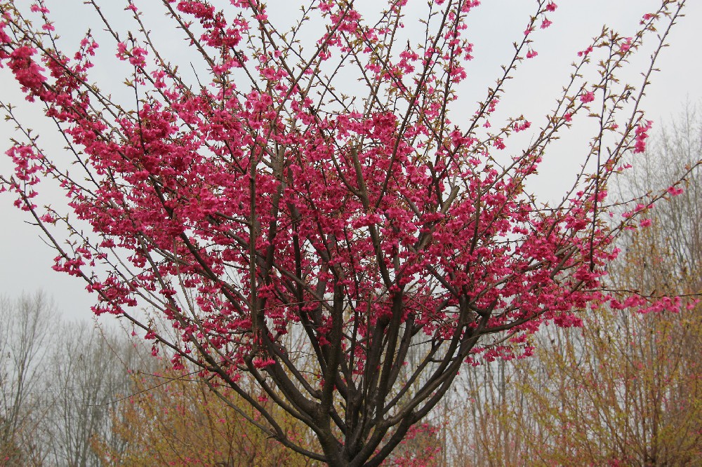 　中国红樱花